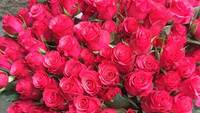 Rosen zum Frauentag